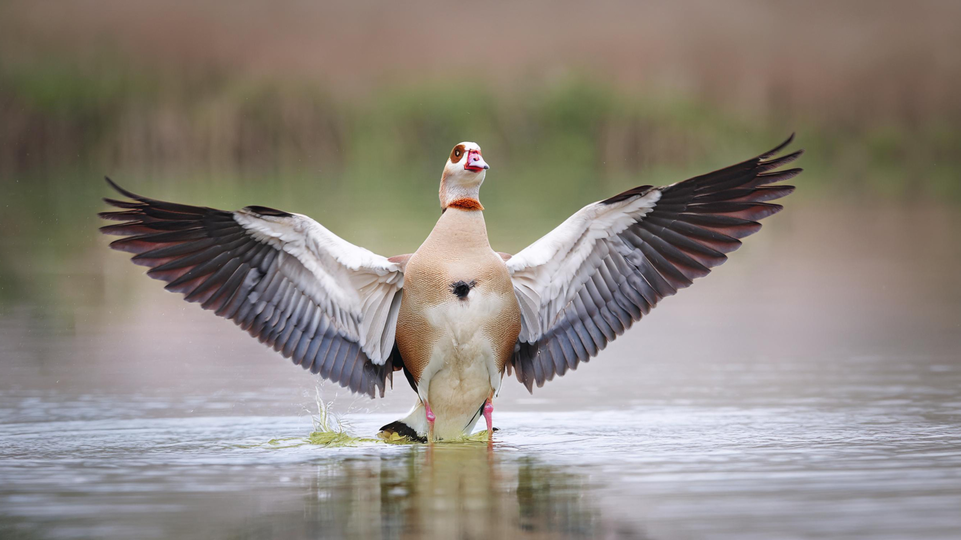 Nilgans