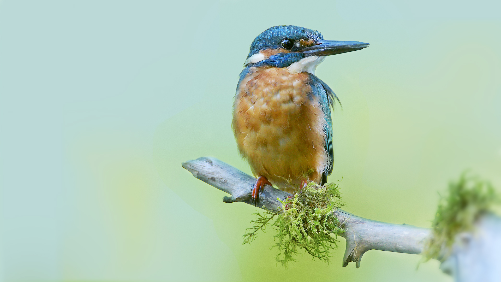 Eisvogel