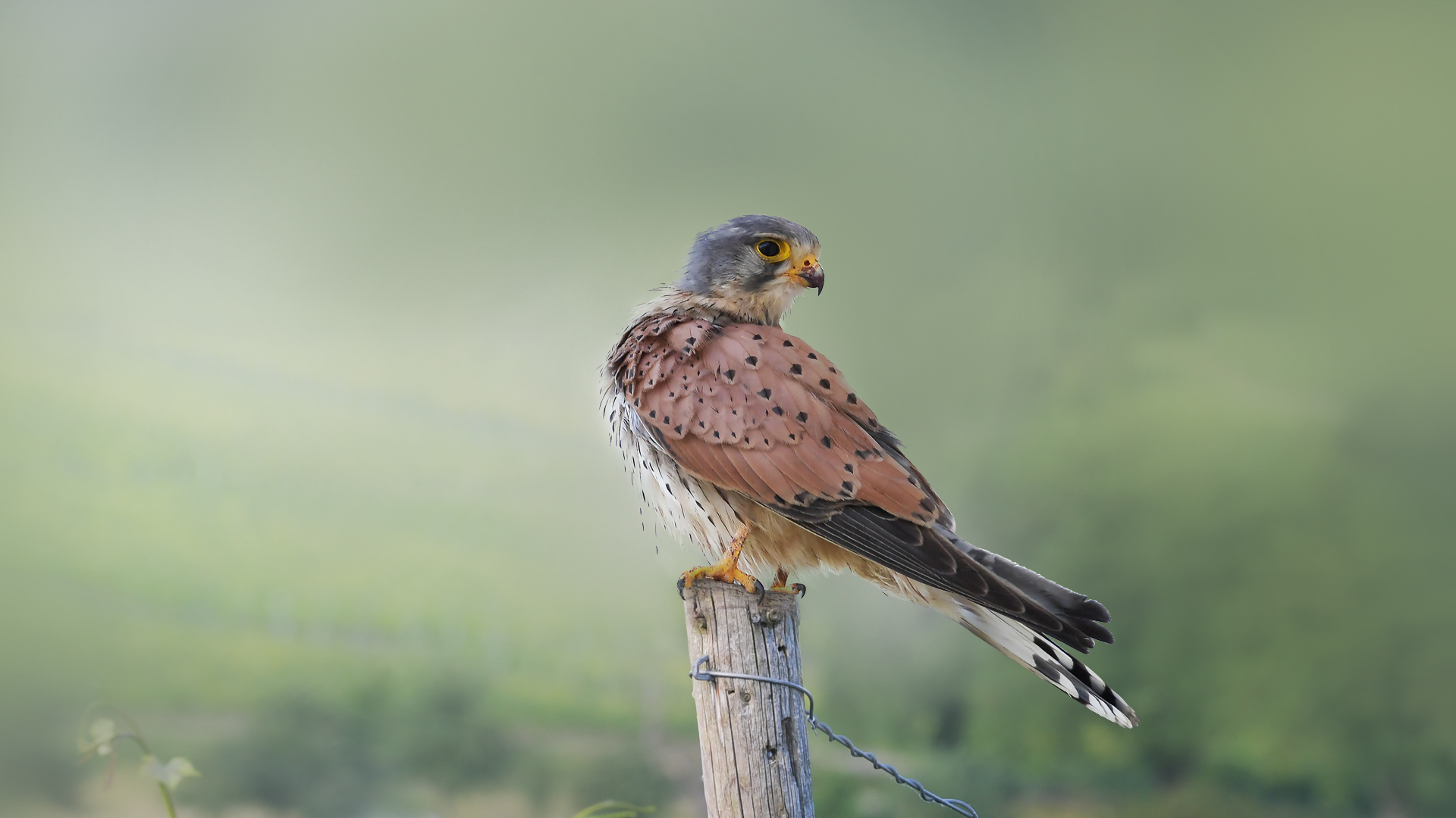 Turmfalke