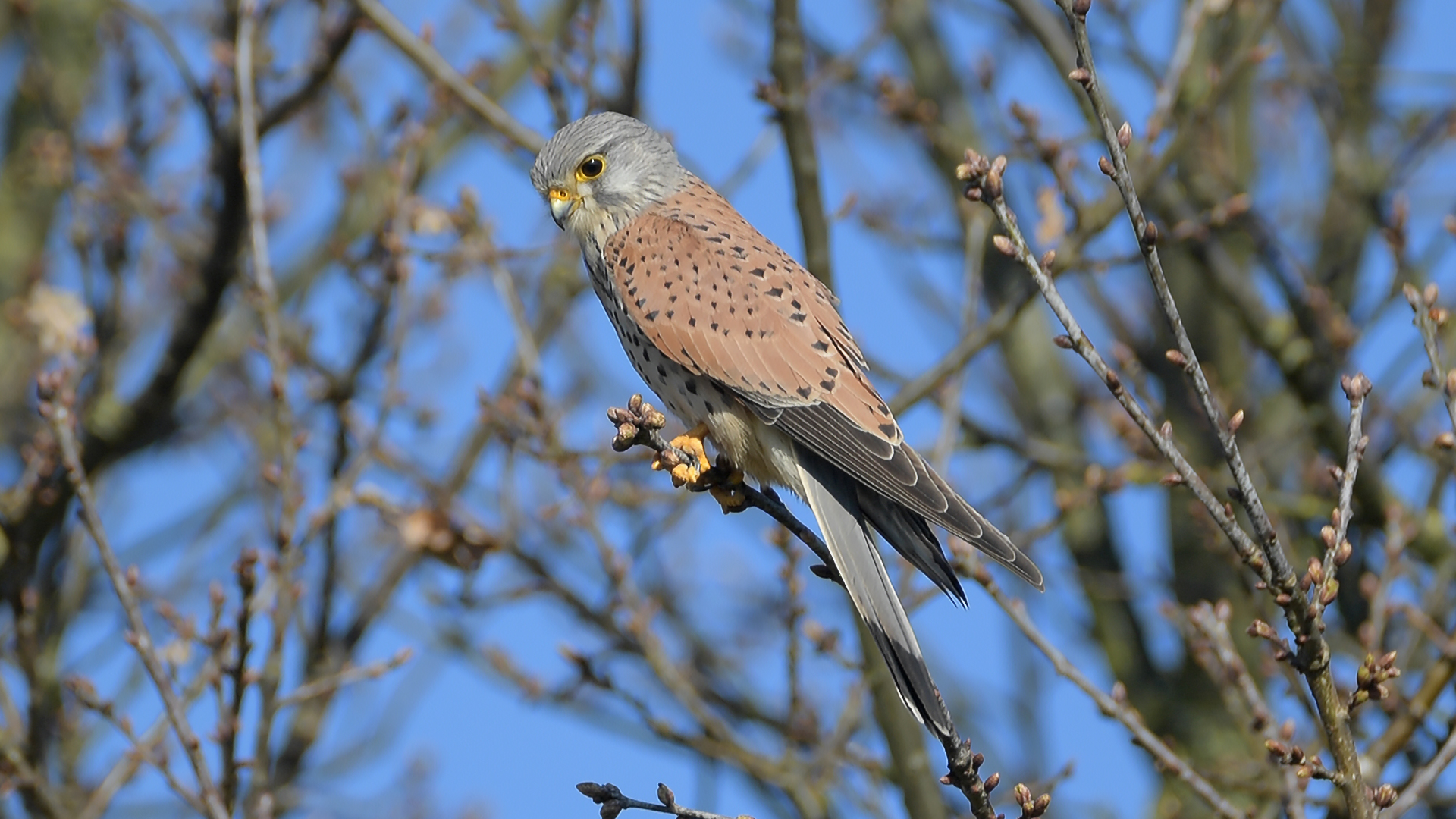 Turmfalke