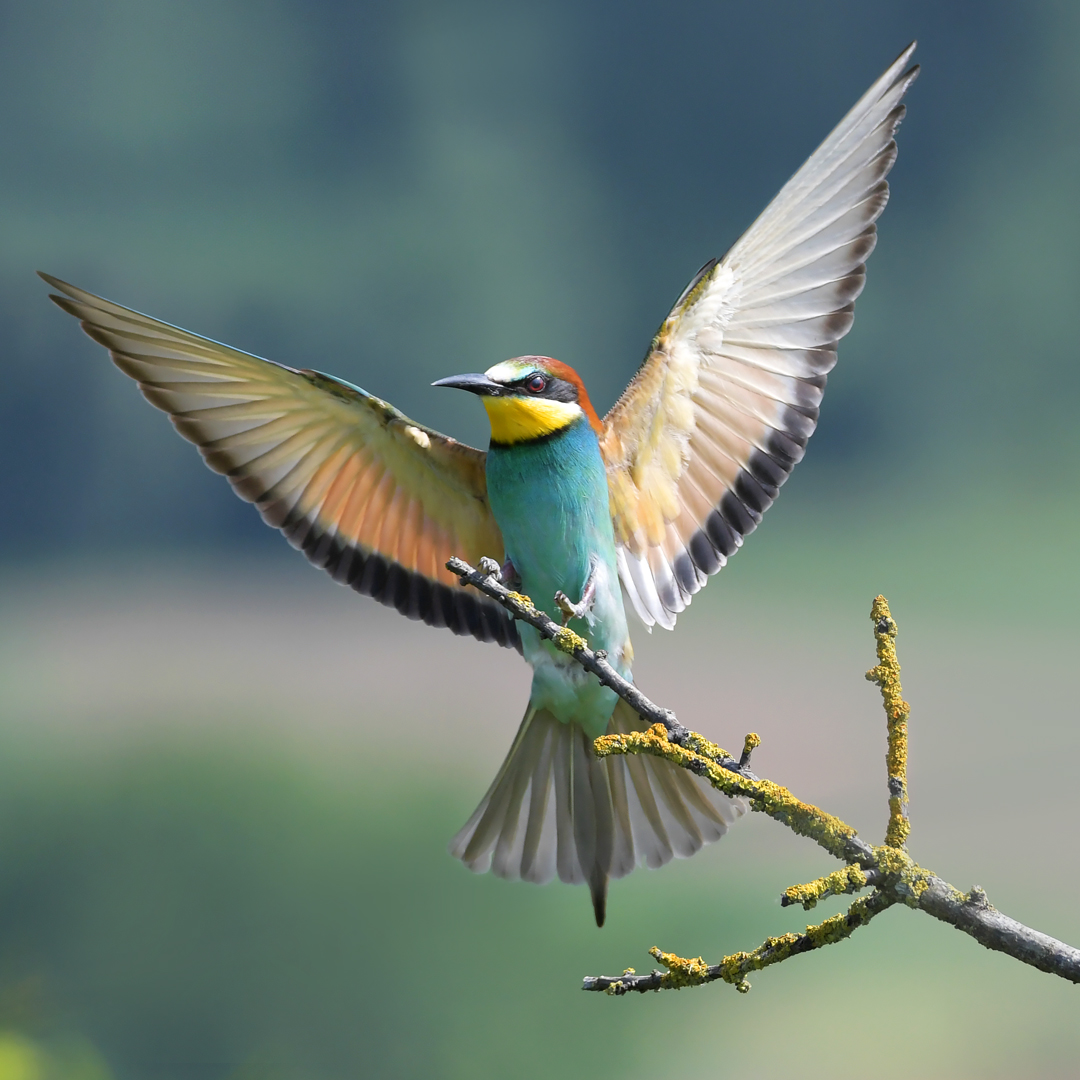 Bienenfresser