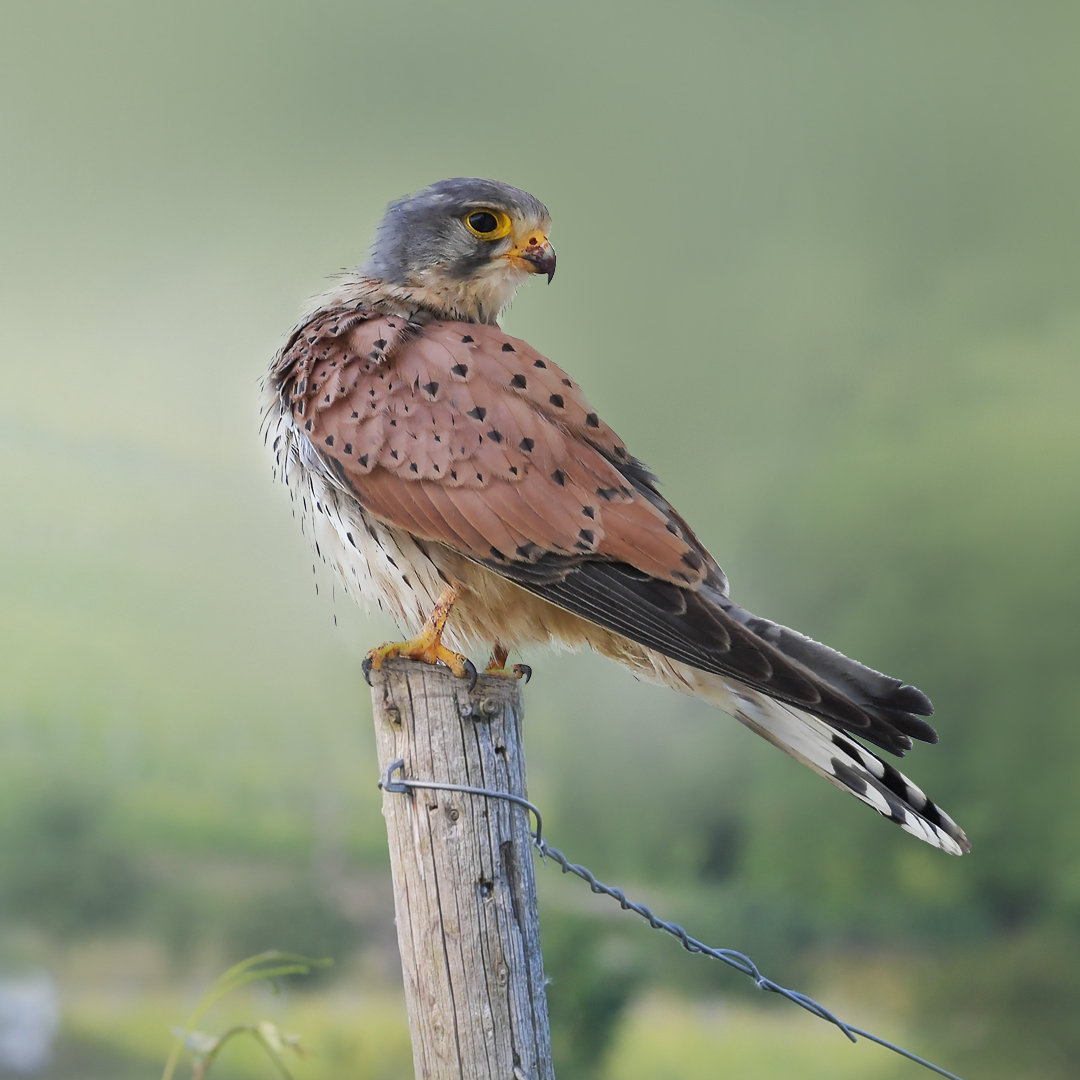 Turmfalke