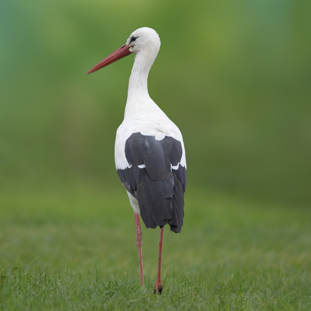 Weißstorch