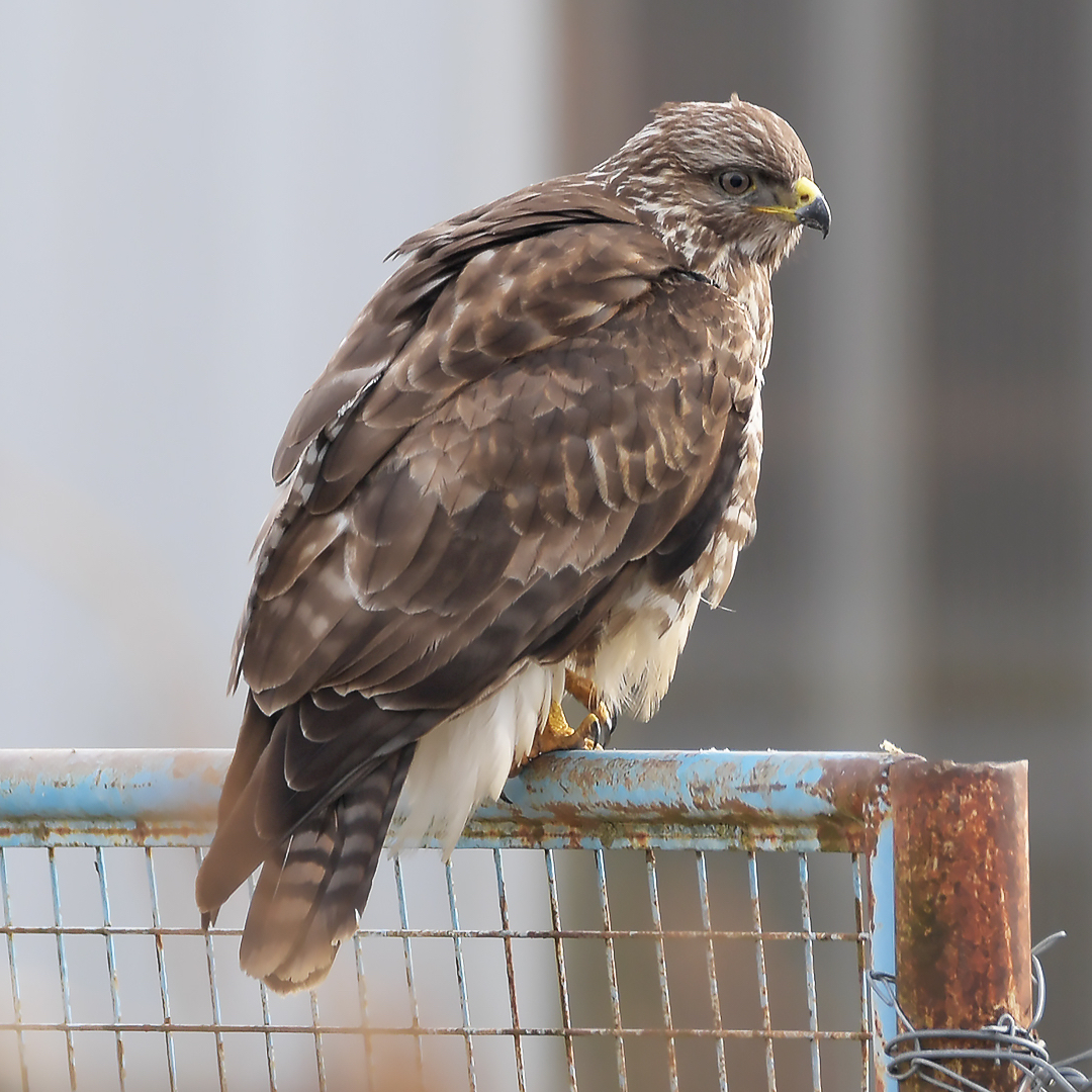 Mäusebussard