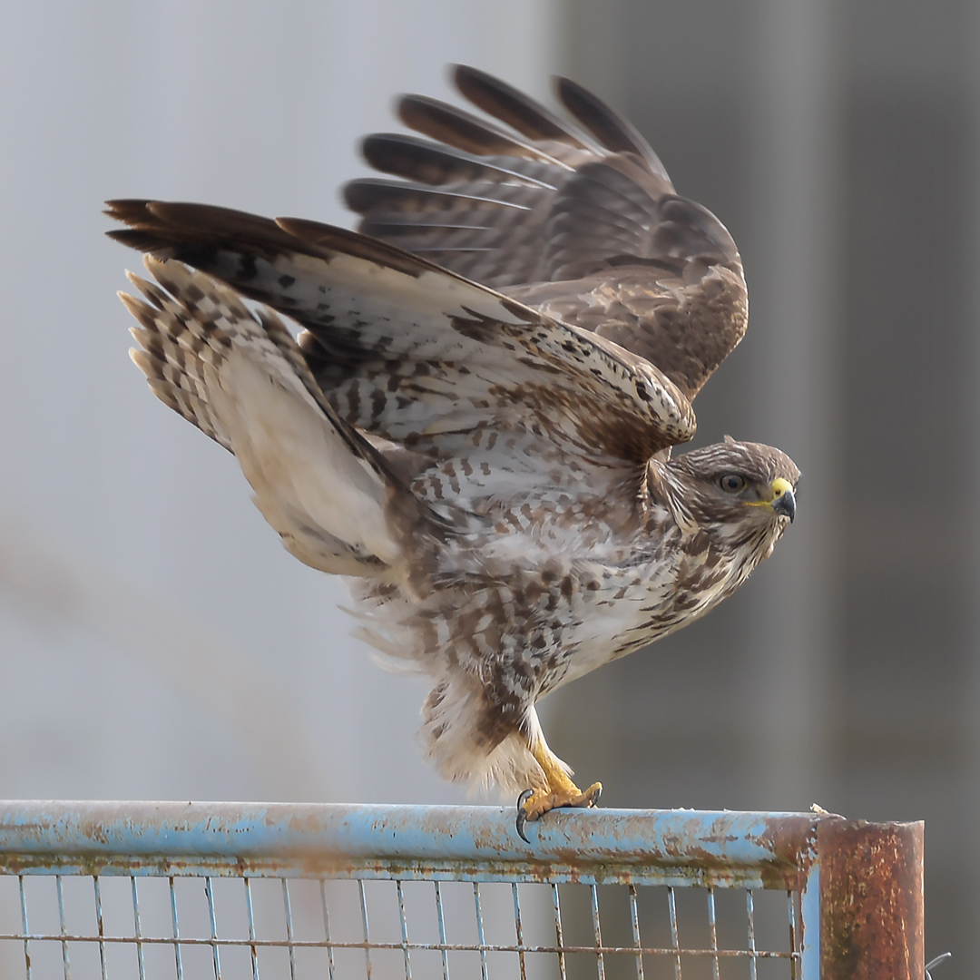 Mäusebussard