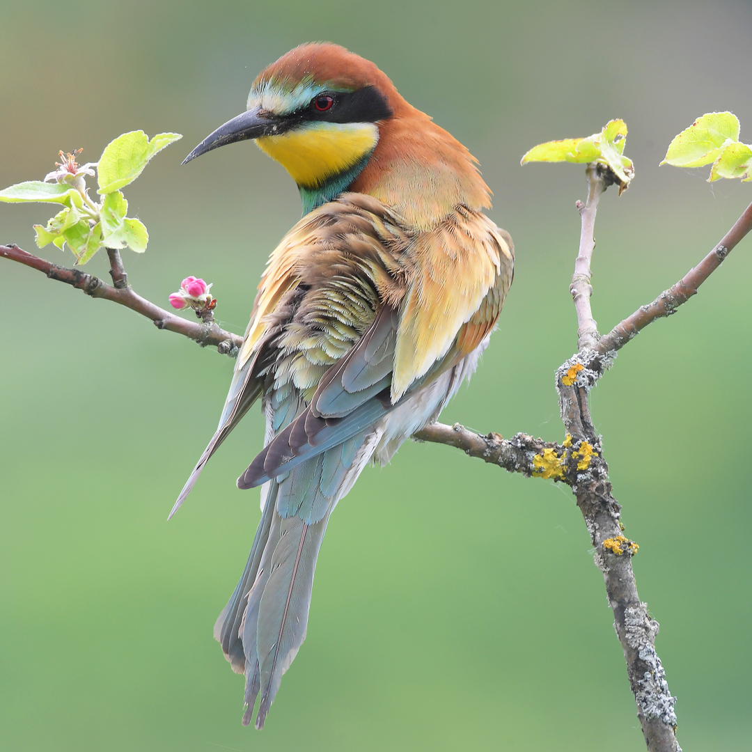 Bienenfresser