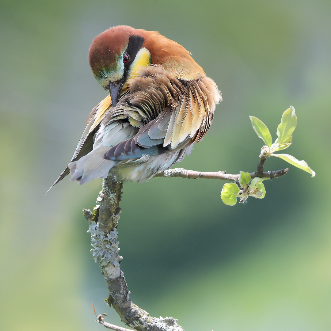 Bienenfresser