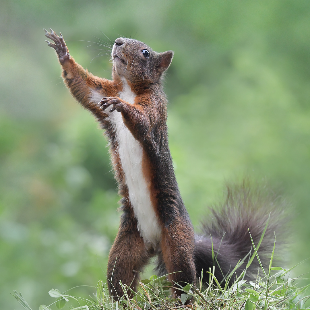 Eichhörnchen